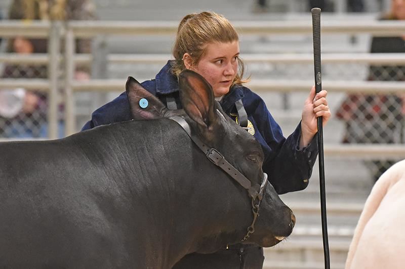 Cypress Park High School senior Hailey Gordon shows her steer during the Steer Show on Feb. 3.